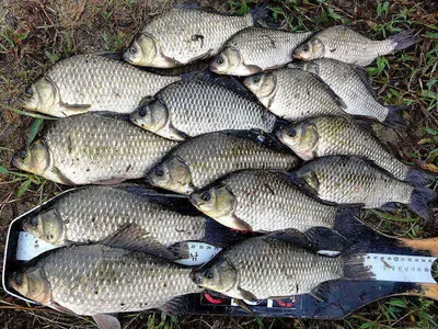 대물들의 입질이 시작되고......