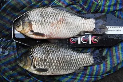 43.5cm그리고또 41.5cm