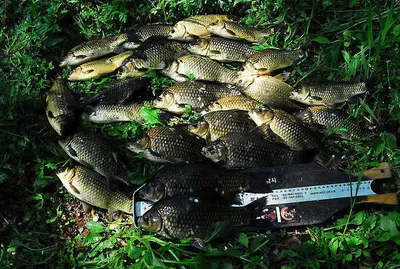 의성권  월척 조황입니다