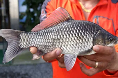 황금시즌의 개장