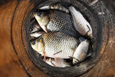 첫 출조에 대물 두수를....