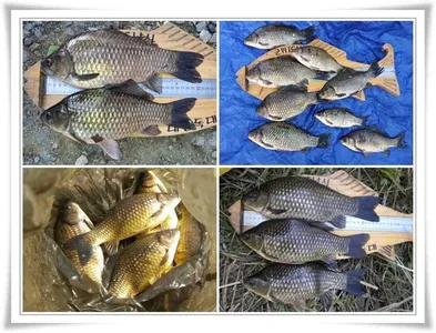 위천강과 소류지조황 ~~