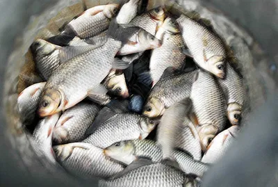 예민한 체비에 좋은 조과를......