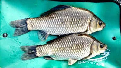 초복날의 경산권 조황 소식