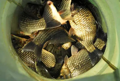 마릿수 월척 ....