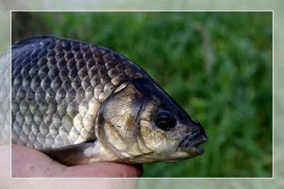 붕어여왕을 만날 계절의 여왕 5월