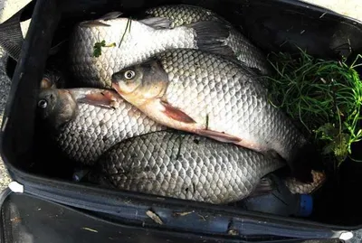 대물들 엄청납니다~