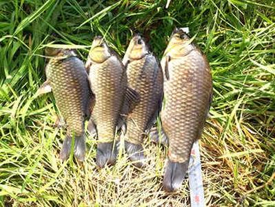 초복 더위속 조황안내 [영천 대창면]