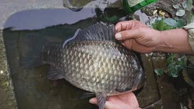 가뭄의 끝은 어디인가요?[자인권]