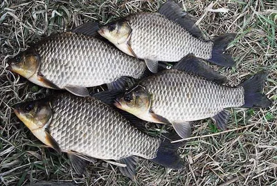 알자리보는 대물들....