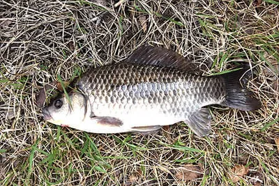 대구 경산권의 주말조황 안내 입니다.