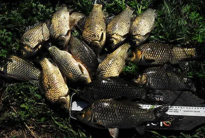 대물 4짜 월척 12수