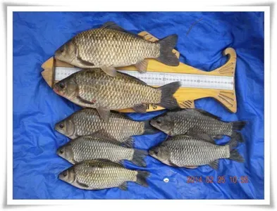 시즌시작, 허리급까지 마릿수 ~~