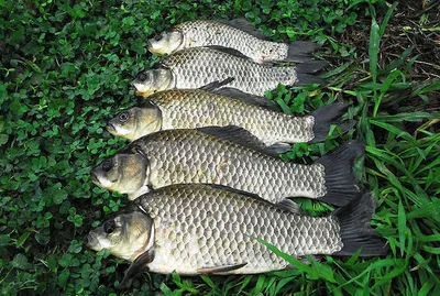 새물찬스 대박조과를......