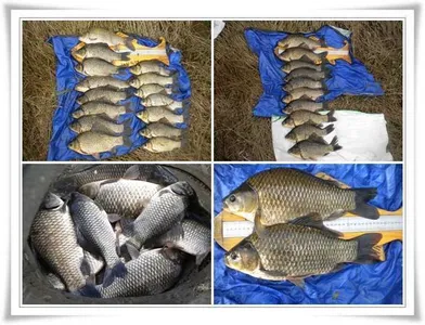 떼월척과 대물39,쌍둥이 ~~