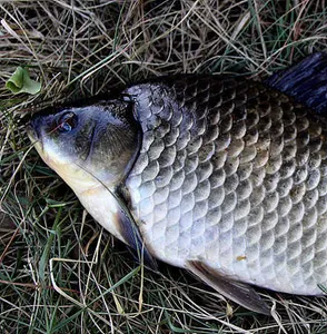 저수지의 만추-대구동부권 소식 입니다.