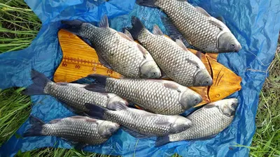 배수없는 의성권.....