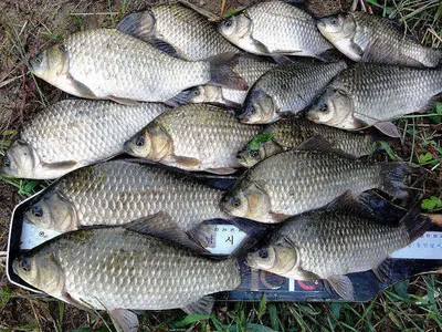 풍성한 조과 기록어를......