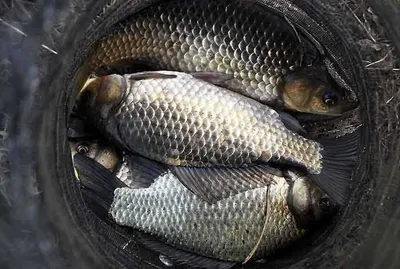 산란시작 월척 마릿수.....