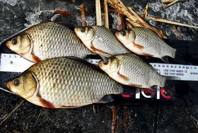 씨알 마릿수 굿이지요.......