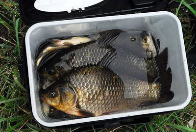 가을 대물들......