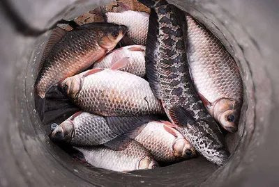 손맛 톡톡히 보셨습니다......