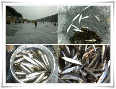 현장상황과 빙어조황 ~~