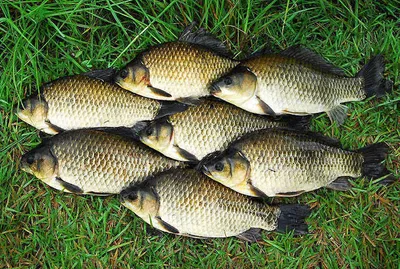 대물 마릿수를 .........