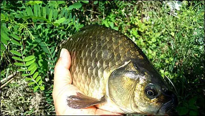 가슴설레게 하는"입추" 의 조황안내