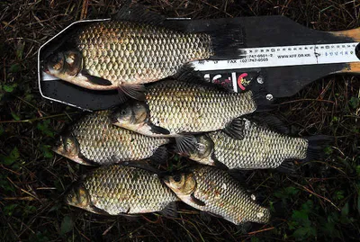 훌륭한 조과를.....