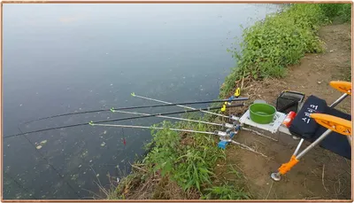 진위천 조황 소식