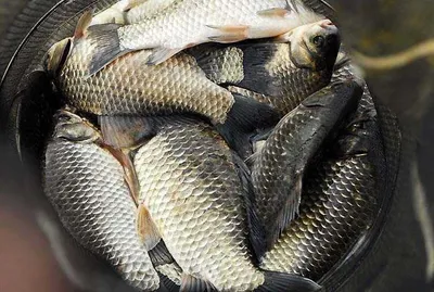 2차 산란이 시작되고.....