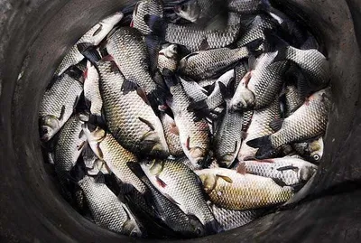 휴가낚시에 대박.....