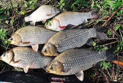 가을 대물붕어 마릿수를 ........