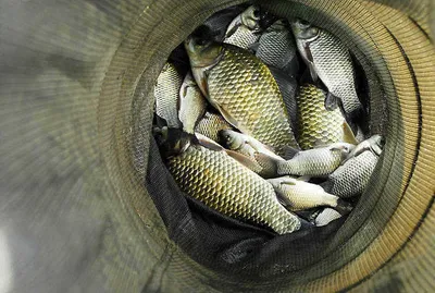 월척 손맛을 .....