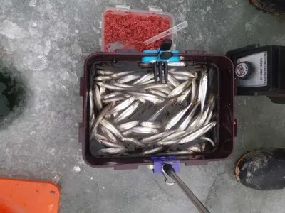 [두창지] 매우 좋은 빙질입니다