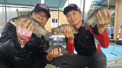 [고삼지] 그런대로 나옵니다