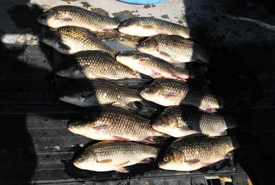 먹이활동을 시작하고 ....