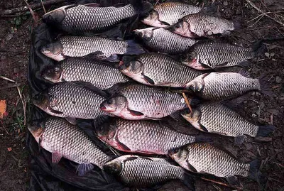 하룻밤 사고쳤습니다 4짜만2수를....