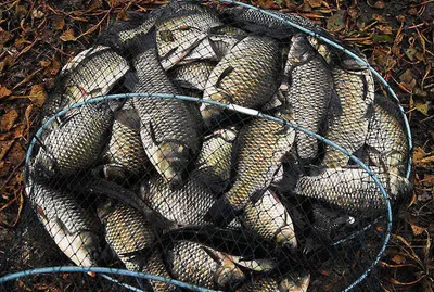 대물 계절 가을시즌.....