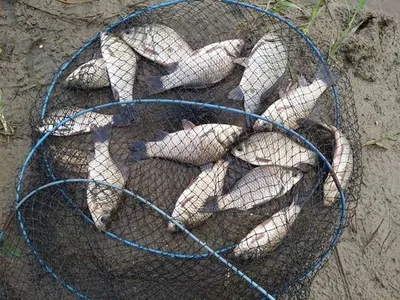 [청미천] 잠깐동안 붕어들