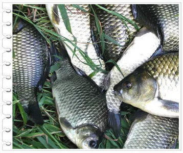 꺽이지 않는 더위와 붕어 소식 입니다.