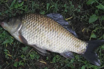 징금다리 연휴 출조안내