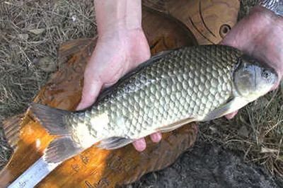 안정된 저수지를 찾아라 [남천권]