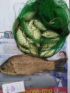 [청미천] 대물들이 슬슬