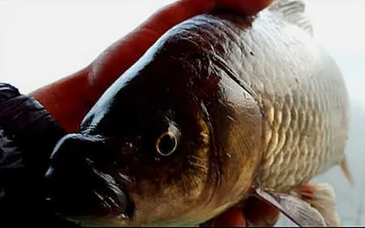 깊어가는 가을-대구동부권 조황안내