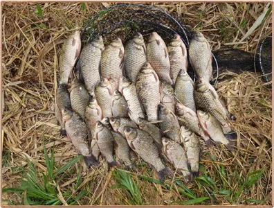 진위천 조황 소식