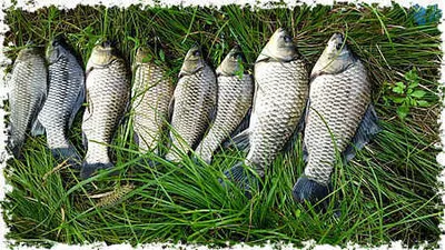 경산.영천권 조황안내 입니다.