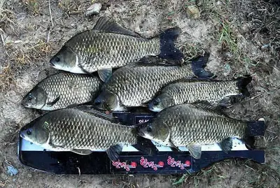 휴가낚시 대박조과...