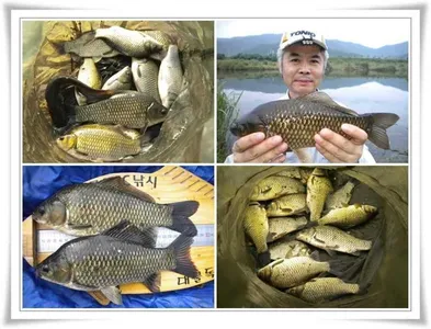 강낚시 호조황 ~~